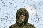 Bees.jpg