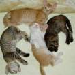 Kitties.jpg