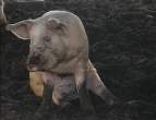 Pig.jpg
