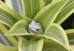 Frog.jpg