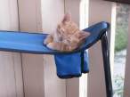 Kitty.jpg