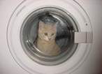 Wash.jpg