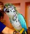 Cactus parrot.jpg