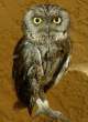 Owl.jpg