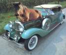 Horse power.jpg