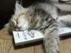 Zzzz.jpg