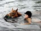 Horse.jpg