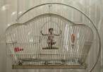 Cage.jpg