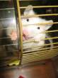 Let me out.jpg