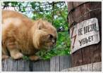 Garfield.jpg