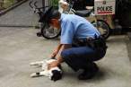Arrested.jpg