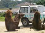 Bears attack.jpg