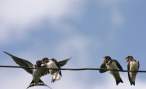 Love and neighbours.jpg