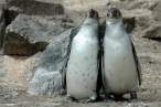 Penguins sing.jpg