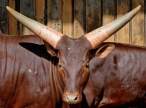 Horns.jpg