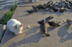 Pigeons.jpg