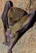 bat.jpg