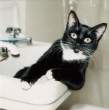 Black kitty.jpg