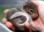 young eastern grey squirrel copy.jpg