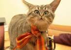 Kitty.jpg