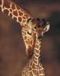 Giraffe.jpg