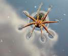 Water Spider.jpg