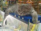 Sleeping kitty.jpg