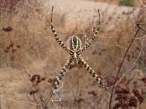 Spider.jpg