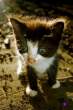 Kitten.jpg
