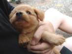 Puppy.jpg