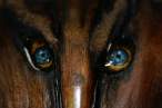 Eyes.jpg