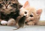 Mouse.jpg