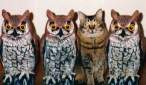 Owls.jpg