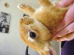 Wabbit.jpg
