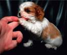 Puppy.jpg