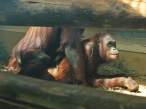 Orangutan_Bangin_by_greenunderground.jpg