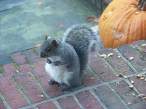 Squirell.jpg