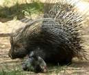 Hedge hog.jpg