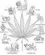 Weed Explained.jpg