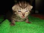 Kitty.jpg