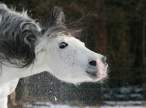Horse.jpg