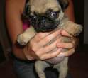 Puppy.jpg