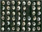 Eyes.jpg