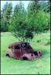 Tree.jpg