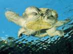 Tortise.jpg