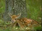 Bambi.jpg