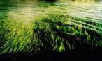 Grass.jpg