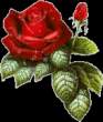 rose.gif