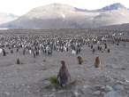 Penguin land.jpg