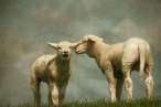 Sheeps.jpg
